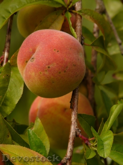 Devostock Peach Peach Tree Malum