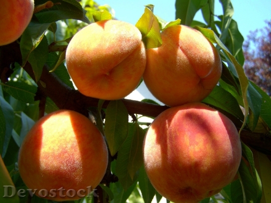 Devostock Peach Ripe Fruit Summer