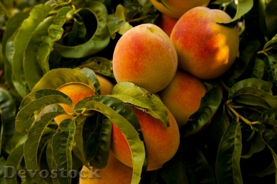 Devostock Peaches Fruit Grow Farm