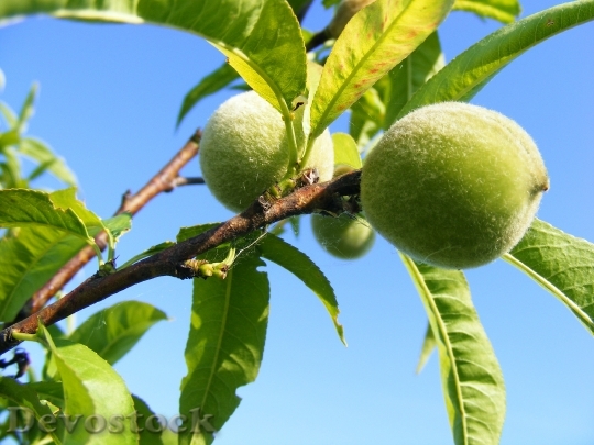 Devostock Peaches Green Unripe Fruits