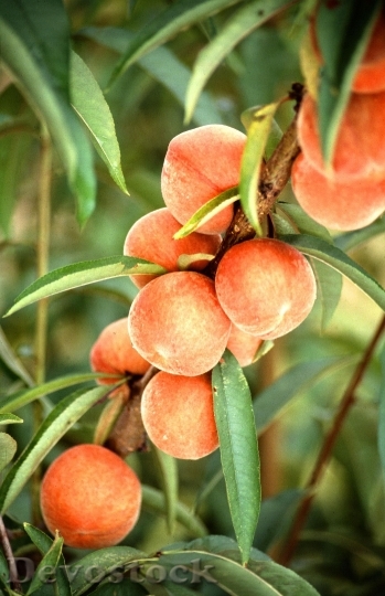 Devostock Peaches On Tree