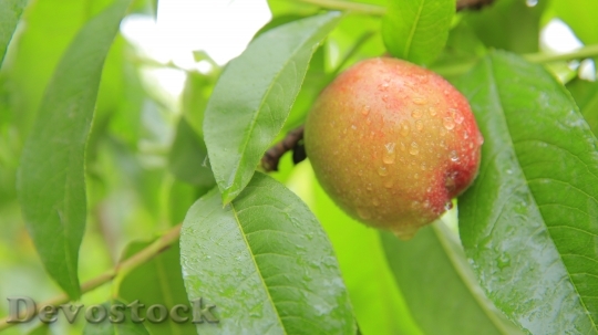 Devostock Peaches Peach Mature Fruit