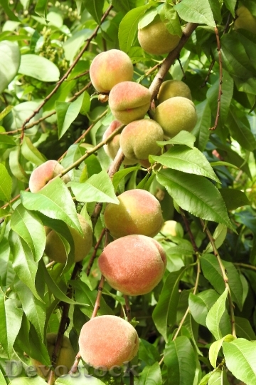 Devostock Peaches Peach Tree Fruit 0