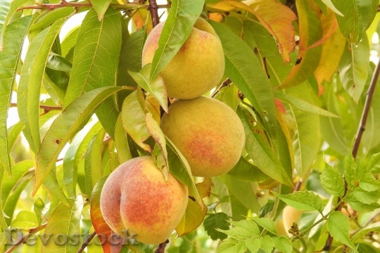 Devostock Peaches Peach Tree Road