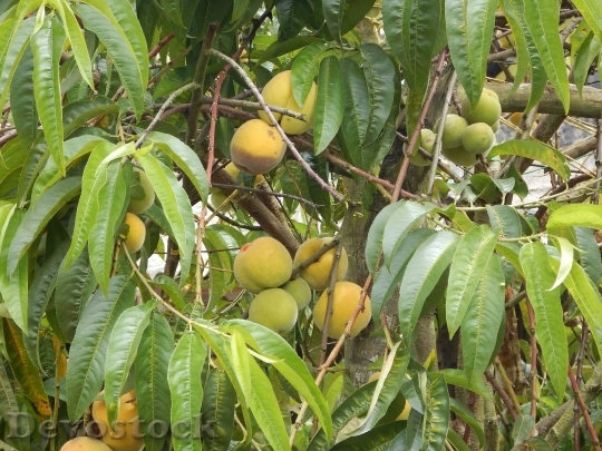 Devostock Peaches Plant Fruits Fruit