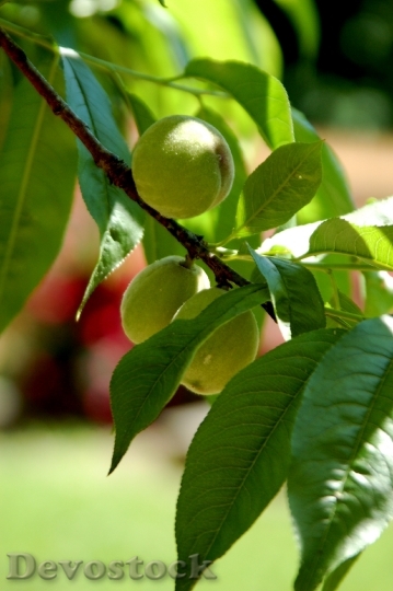 Devostock Peaches Tree Fruit Peach