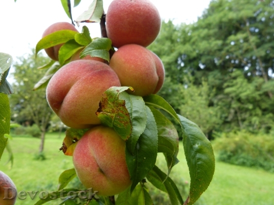 Devostock Peaches Tree Fruits Fruit