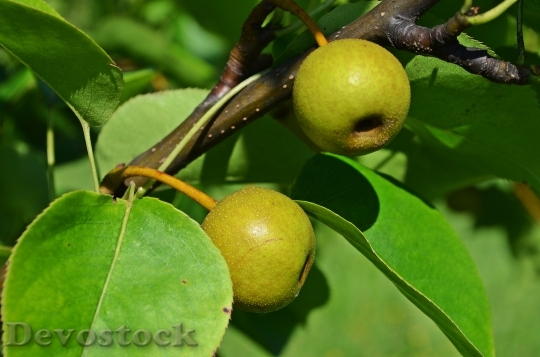 Devostock Pear Asian Pear Tree 0