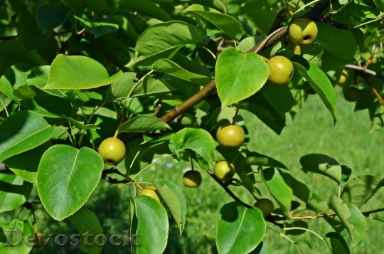 Devostock Pear Asian Pear Tree