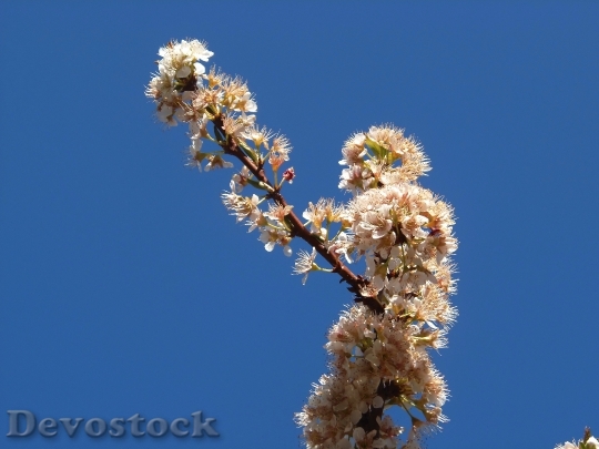 Devostock Pear Blossom Flowers Peral