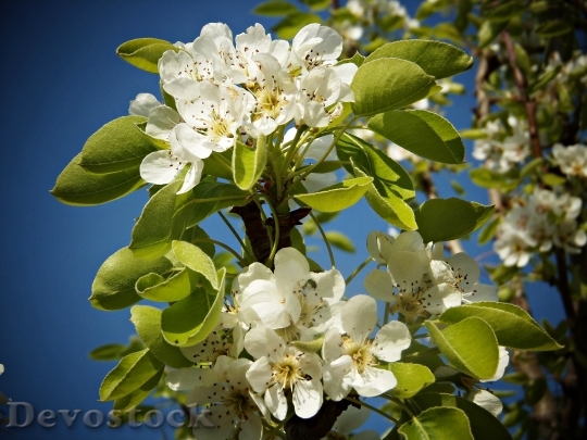 Devostock Pear Blossom Fruit Flowers