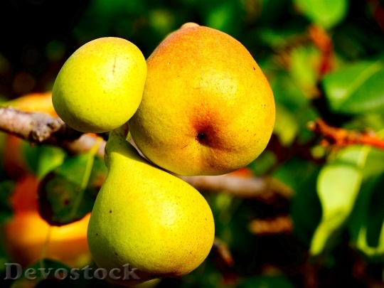 Devostock Pear Food Vitamins Fruit