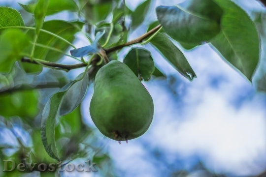 Devostock Pear Fruit Fruits Food