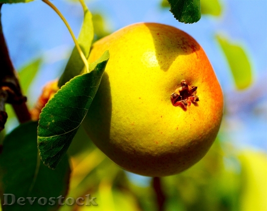 Devostock Pear Fruit Fruits Healthy