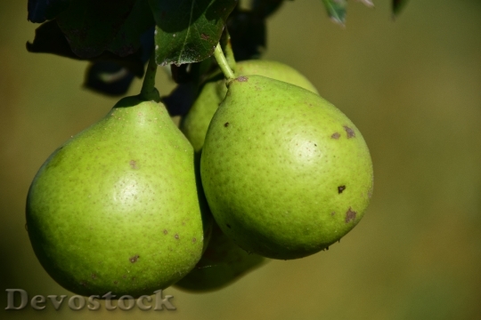 Devostock Pear Fruit Fruits Summer