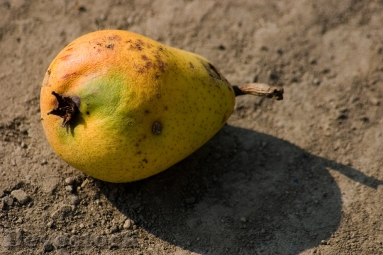 Devostock Pear Fruit Macro Ripe