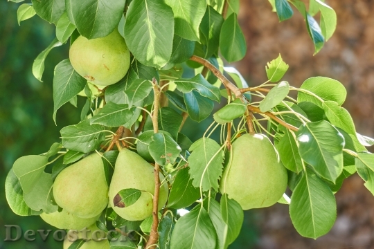 Devostock Pear Fruit Nature Fruits