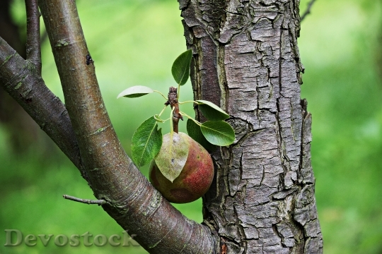 Devostock Pear Fruit Tree 1590123