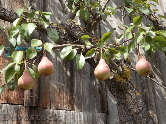 Devostock Pear Fruits Late Summer