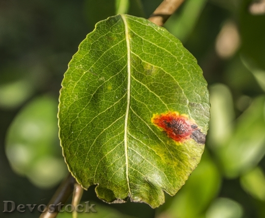Devostock Pear Leaf Mushroom Infestation