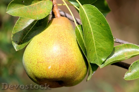 Devostock Pear Leaves Fruit Delicious