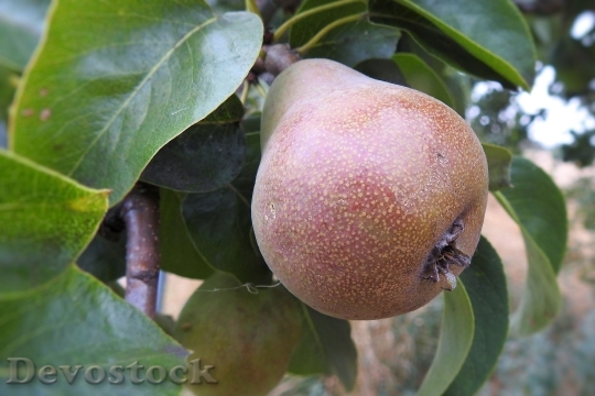 Devostock Pear Pear Tree Fruit 1