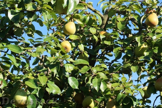 Devostock Pear Tree Fruits Nature