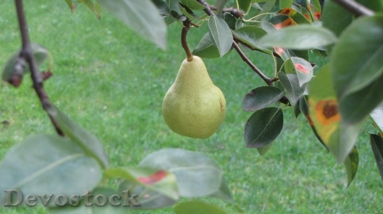 Devostock Pear Tree Nature Fruits