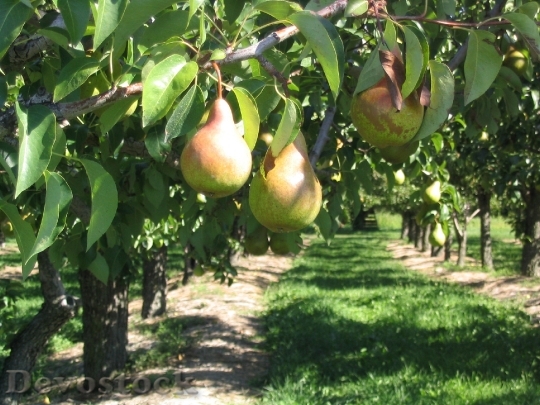 Devostock Pear Tree Orchard Fruit