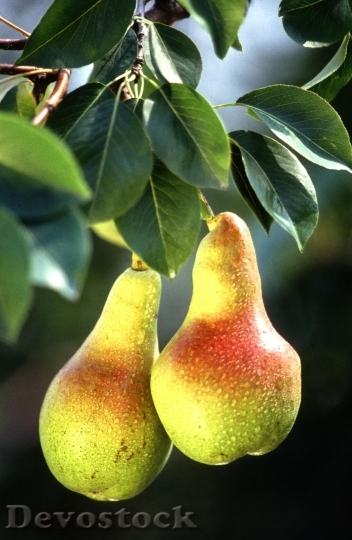 Devostock Pears 1