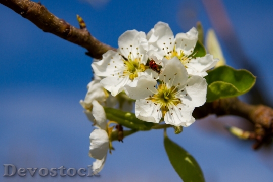 Devostock Pears Blossom Bloom Pear
