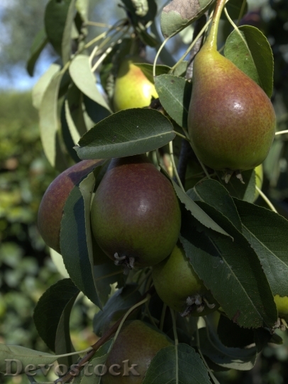 Devostock Pears Fruits Fruit 226871
