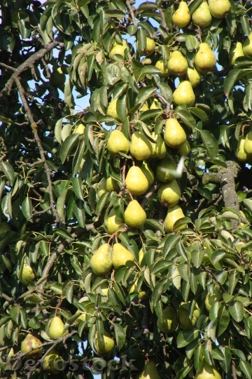 Devostock Pears Fruits Tree Organic 0