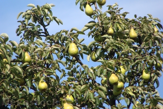 Devostock Pears Fruits Tree Organic