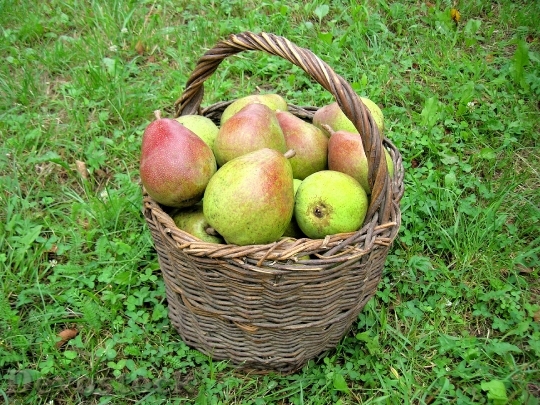 Devostock Pears Harvest Fruit 493341