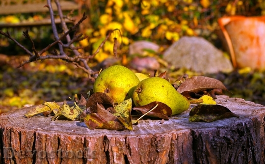 Devostock Pears Harvest Fruit Autumn 0