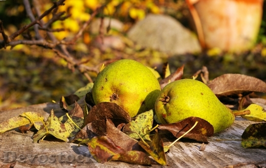 Devostock Pears Harvest Fruit Autumn