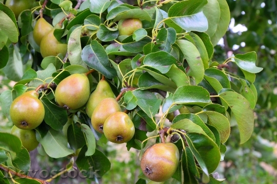 Devostock Pears Pear Fruit Healthy