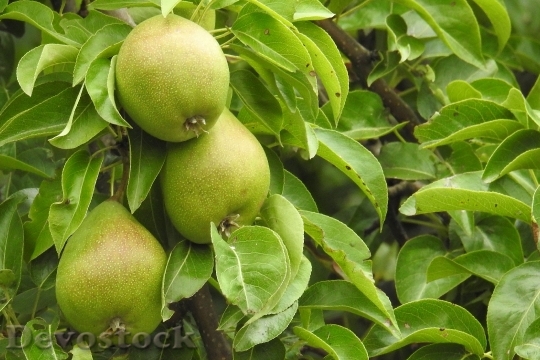 Devostock Pears Pear Fruit Nature