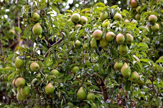 Devostock Pears Pear Harvest Pome 0