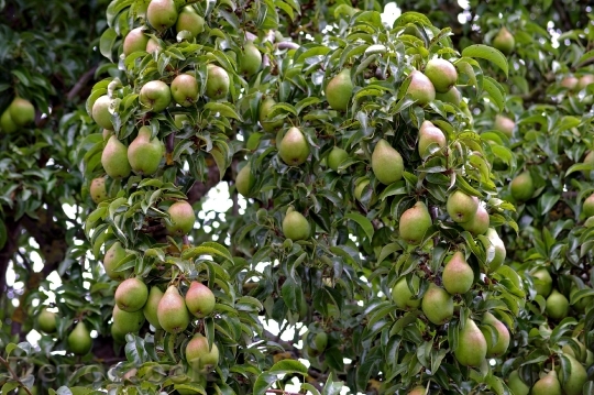 Devostock Pears Pear Harvest Pome