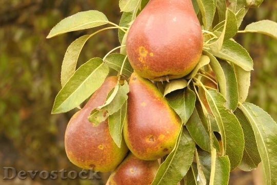 Devostock Pears Pear Road Browned 0