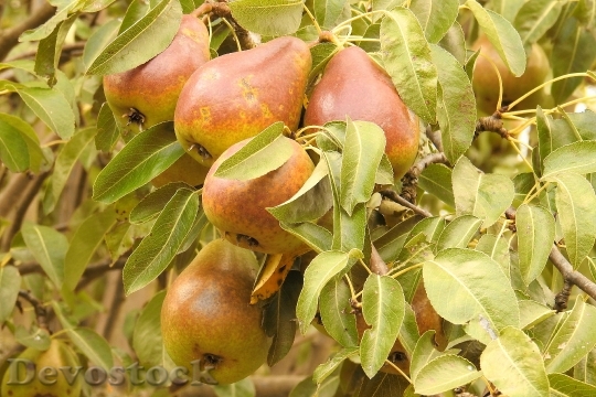 Devostock Pears Pear Road Browned