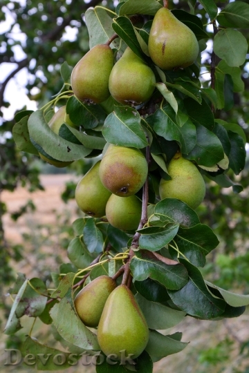 Devostock Pears Pear Road Fruit