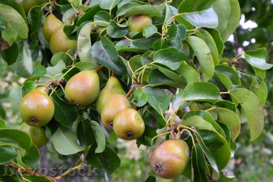 Devostock Pears Pear Road Tree