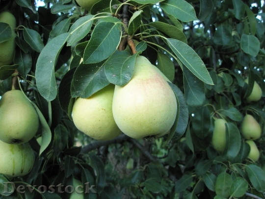 Devostock Pears Peral Fruit 172669