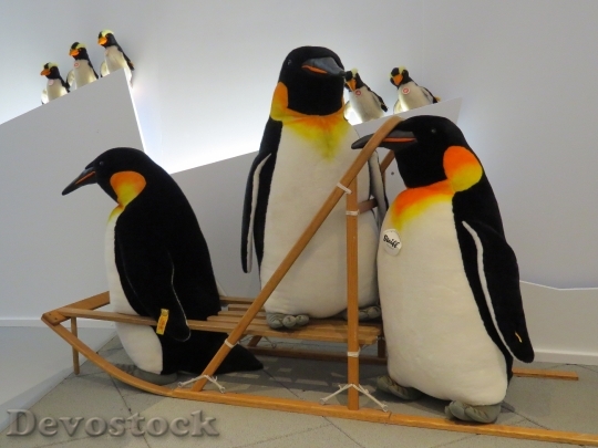 Devostock Penguin Penguins Penguin Family