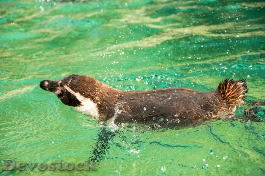 Devostock Penguin Sweet Animal Cute 9