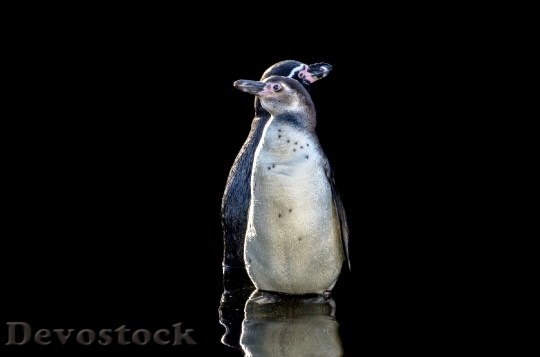 Devostock Penguins Humboldt Wings Fun 0