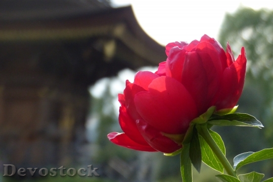 Devostock Peony Flowers Spring Temple